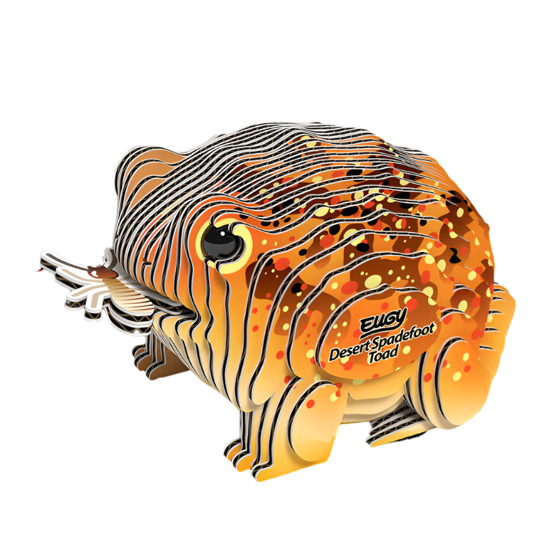 3D Cardboard Model Kit - Desert Spadefoot Toad