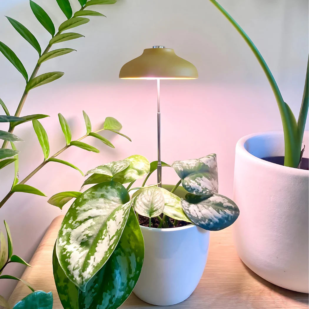 Instant Sun Grow Lamp