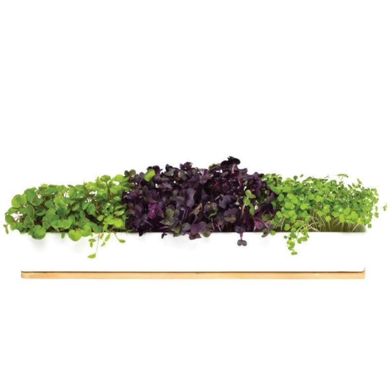 Micro Greens Windowsill Box