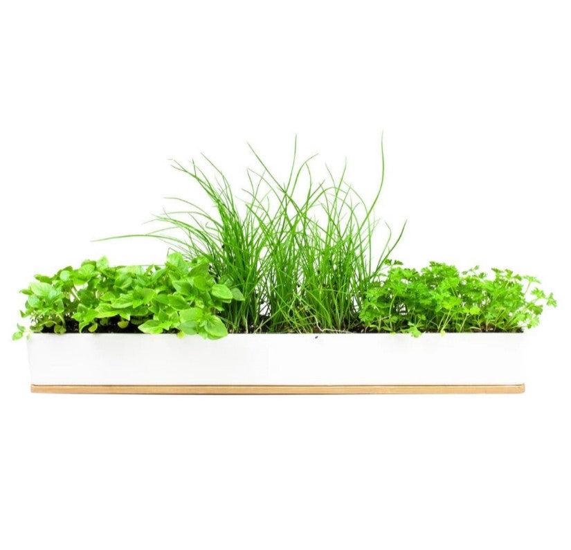 Micro Herbs Windowsill Box