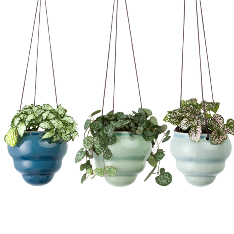 Hanging Pot Baby Bombini Trio