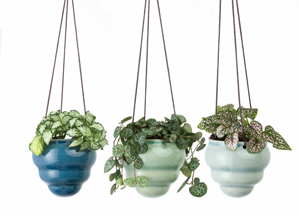 Hanging Pot Baby Bombini Trio