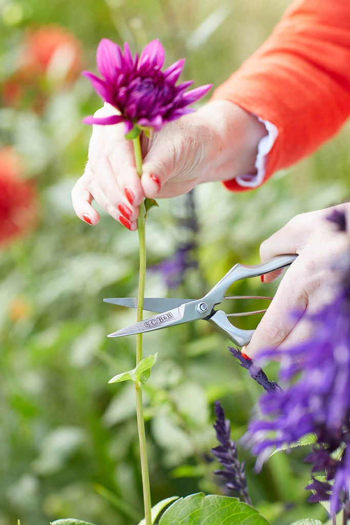 Precision Secateurs by Sophie Conran