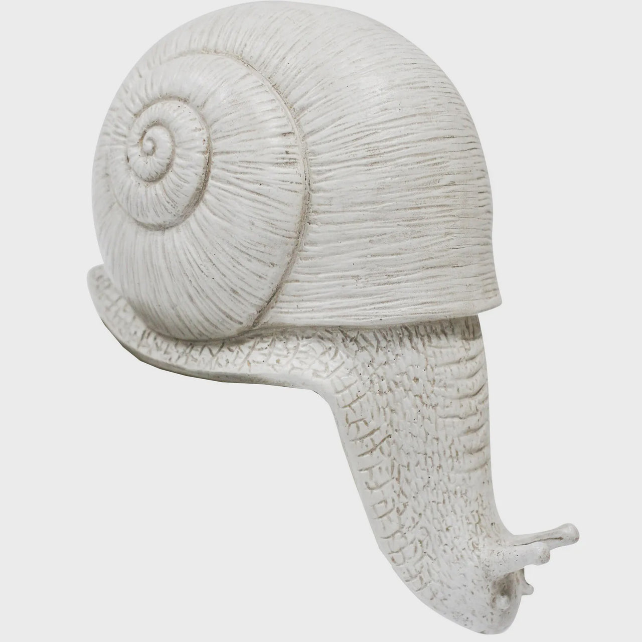 Ledge Snail